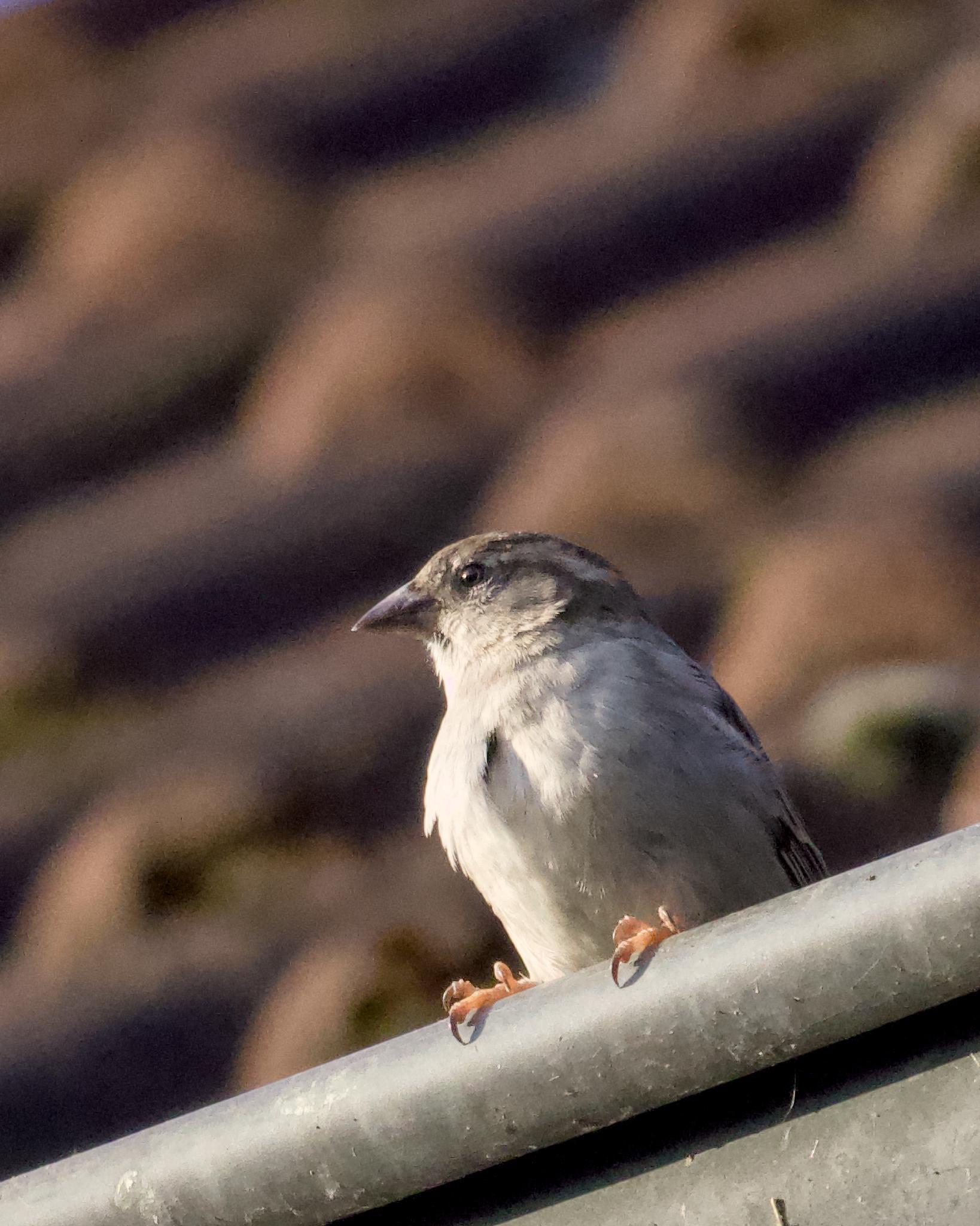 Sparrow sitting on a metal railing