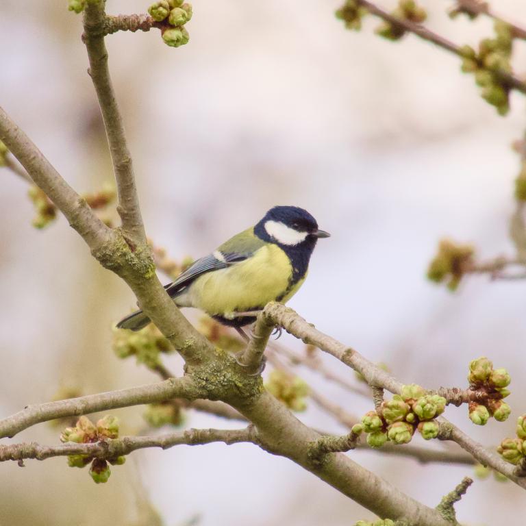 Photo from Village Walk