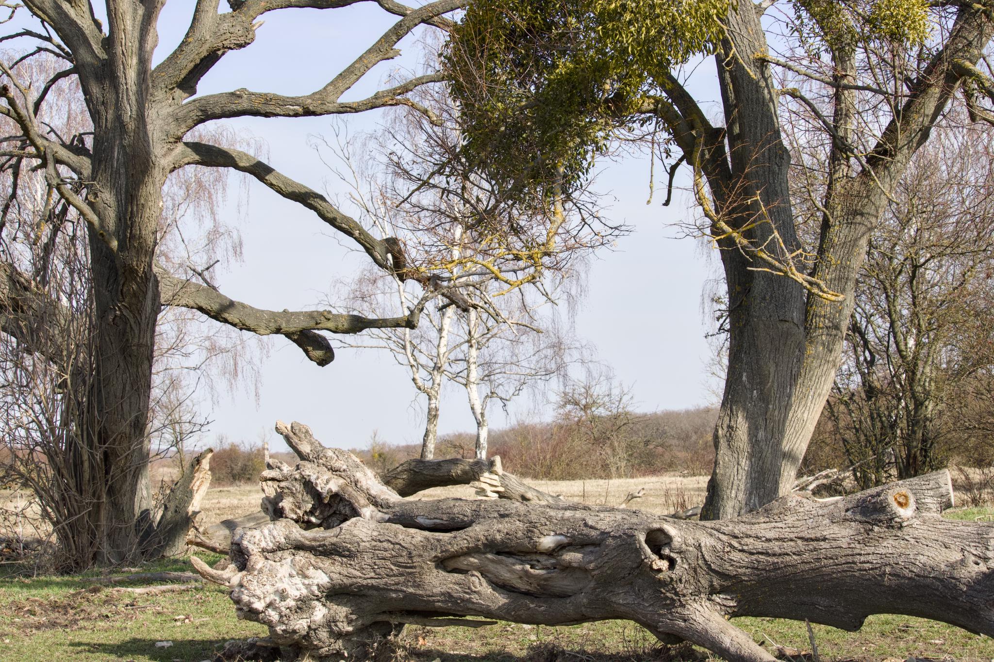 Landscape at Toten Täler