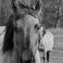 Wild Horses cover image