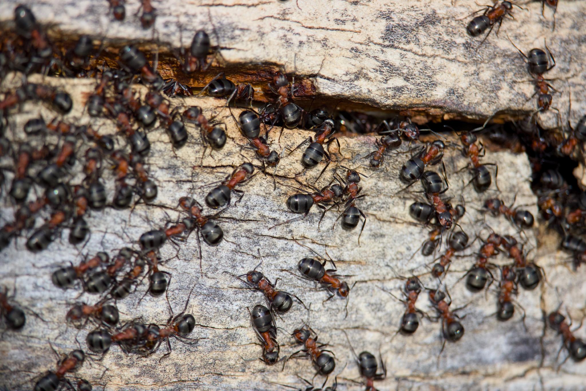 Ant nest at Toten Täler