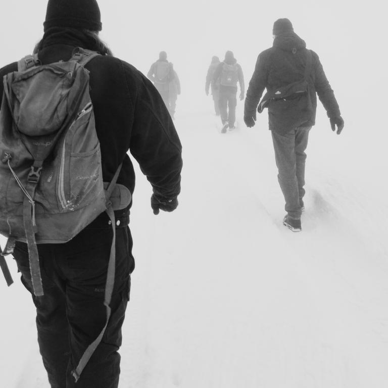 Photo from Wolf Tracking